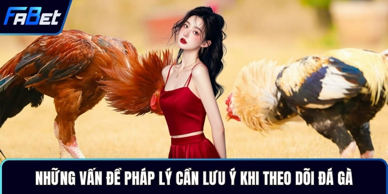 Những vấn đề pháp lý cần lưu ý khi theo dõi đá gà